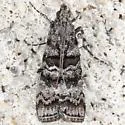 Mountain Pineconeworm Moth - Hodges#5863.6 - photo 2