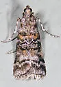 Zimmerman Pine Moth - Hodges#5852