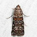 Zimmerman Pine Moth - Hodges#5852 - photo 3