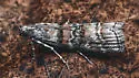 Zimmerman Pine Moth - Hodges#5852 - photo 4