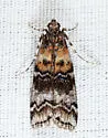 Zimmerman Pine Moth - Hodges#5852 - photo 5