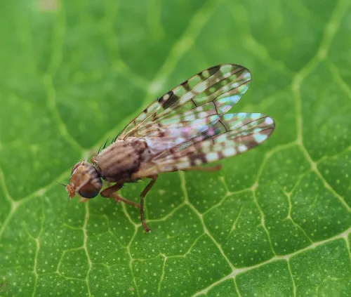Dioxyna bidentis - photo 2