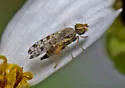 Dioxyna picciola