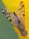 Dioxyna picciola - photo 2