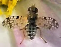 Dioxyna picciola - photo 3