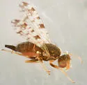 Dioxyna picciola - photo 4