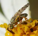 Dioxyna thomae