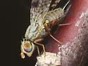 Dioxyna thomae - photo 4