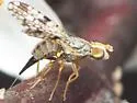 Dioxyna thomae - photo 5