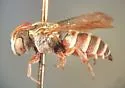 Dioxys productus - Dioxys productus