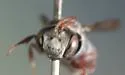 Dioxys productus - photo 2