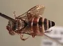 Dioxys productus - photo 3