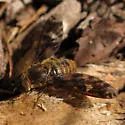 Huron Shore Bee Fly - photo 2