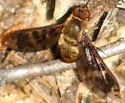 Huron Shore Bee Fly - photo 3
