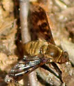 Huron Shore Bee Fly - photo 4