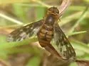 Huron Shore Bee Fly - photo 5