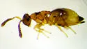 Dipara trilineata - photo 2