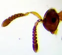 Dipara trilineata - photo 3