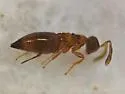 Dipara trilineata - photo 5