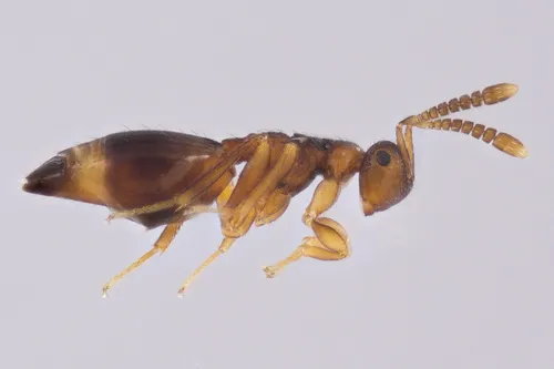 Dipara trilineatus