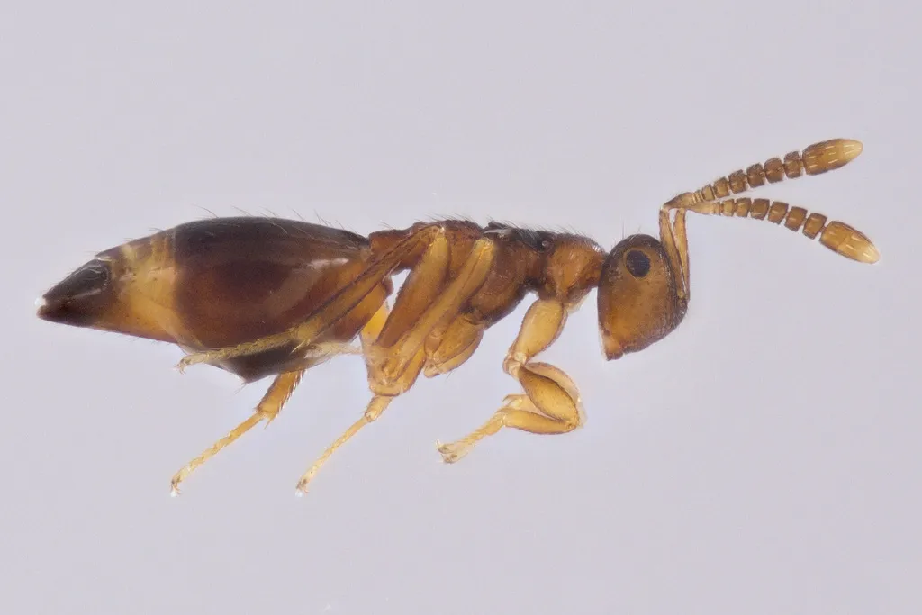 Dipara trilineatus - photo 2