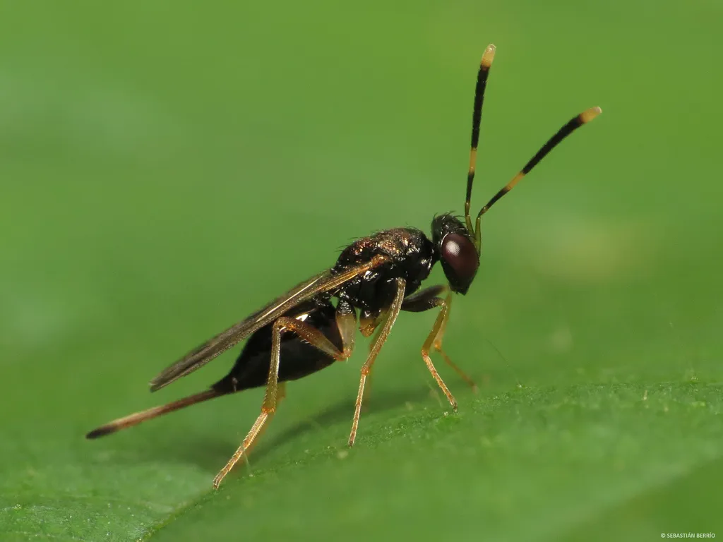 Diparidae - photo 2