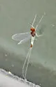 Diphetor hageni