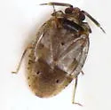 Diphleps unica