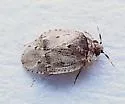 Diphleps unica - photo 2