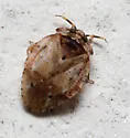 Diphleps unica - photo 3