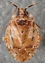 Diphleps unica - photo 4
