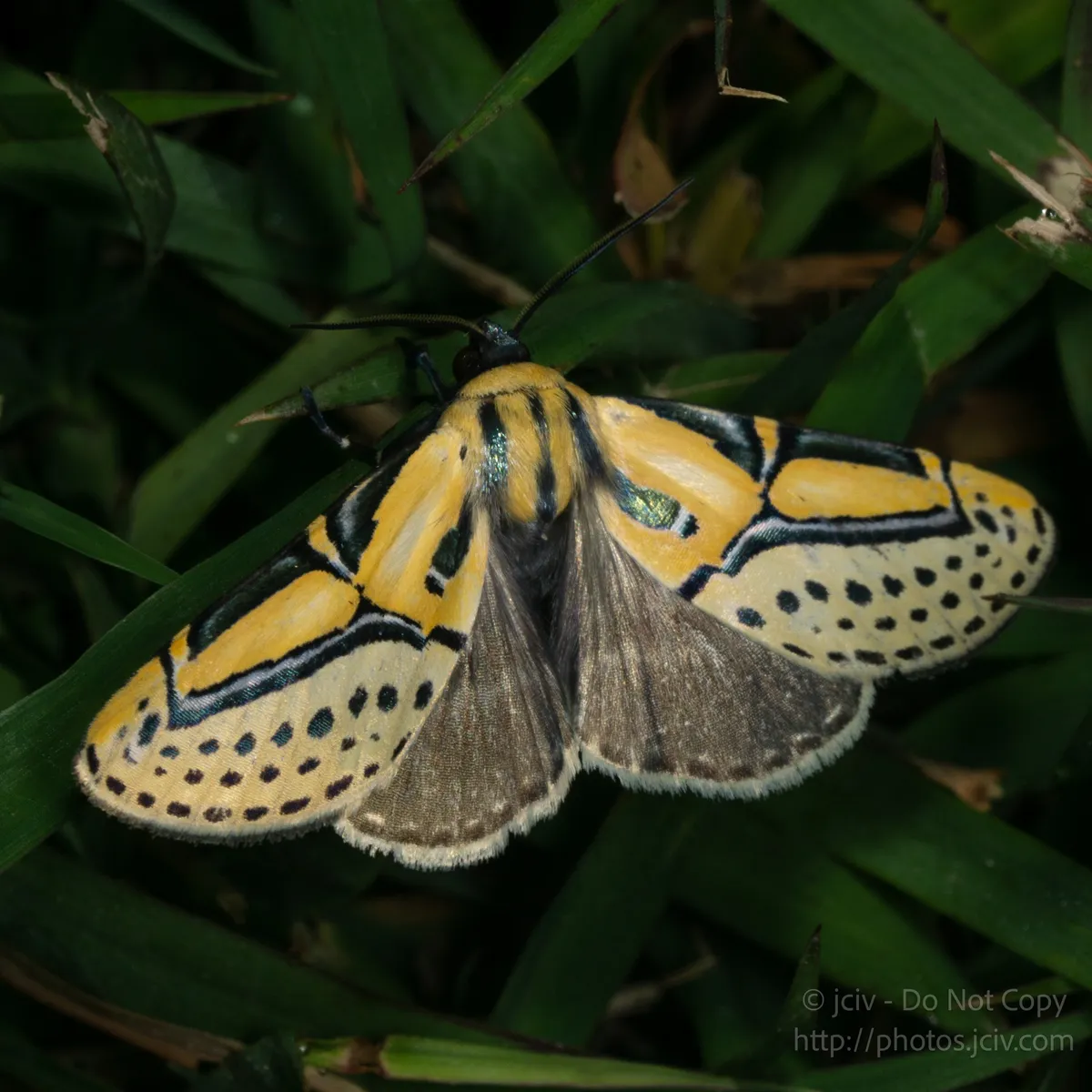 Hieroglyphic Moth - photo 3
