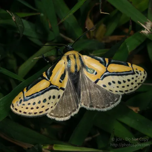Hieroglyphic Moth - photo 4