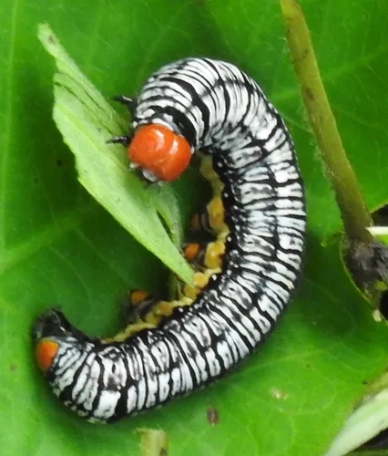 Hieroglyphic Moth - photo 5