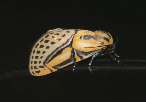 Hieroglyphic Moth - photo 6