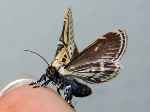 Hieroglyphic Moth - photo 7