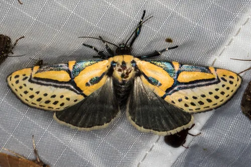 Hieroglyphic Moth - photo 8