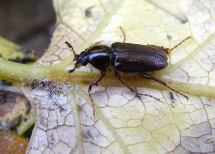 False Stag Beetles - photo 2