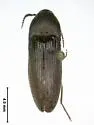 Diphytaxis excavata