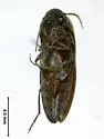 Diphytaxis excavata - photo 2