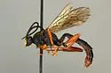 Diphyus apiculatus