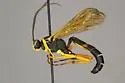 Diphyus ormenus