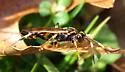 Diphyus provancheri - photo 2