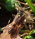 Diphyus provancheri - photo 3
