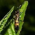 Diphyus provancheri - photo 4
