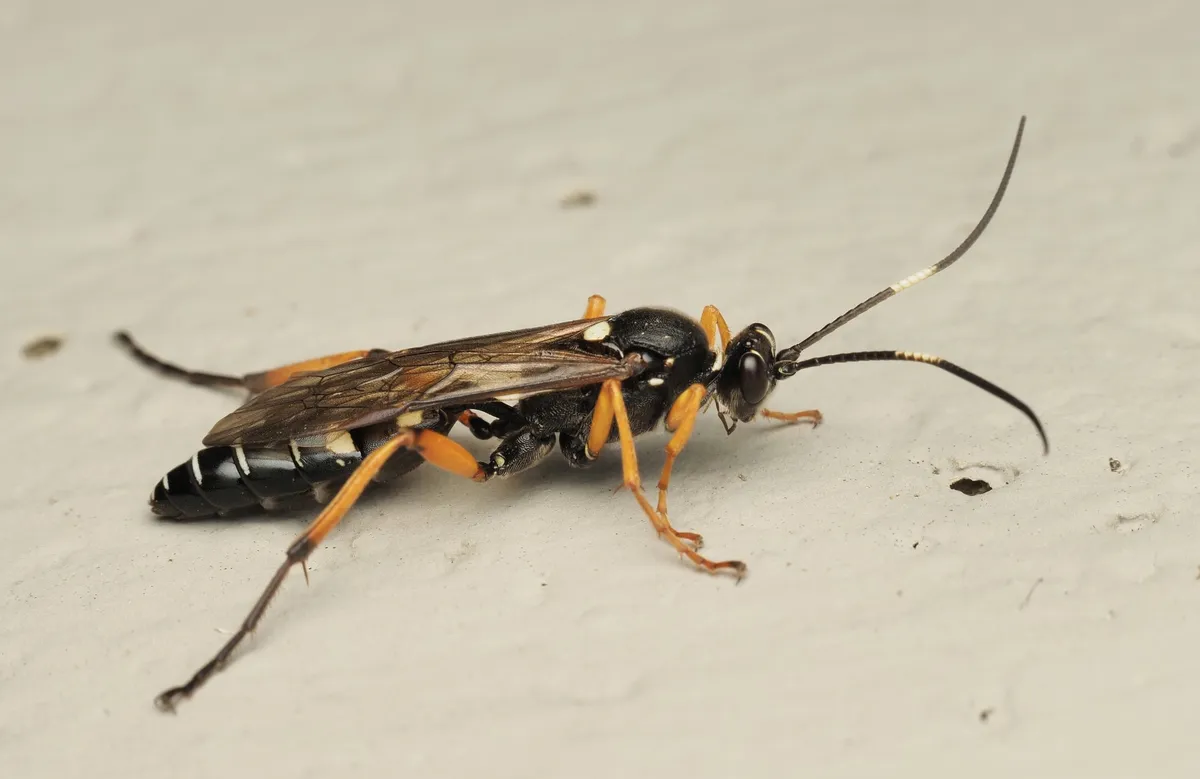 Diphyus quadripunctorius - photo 3