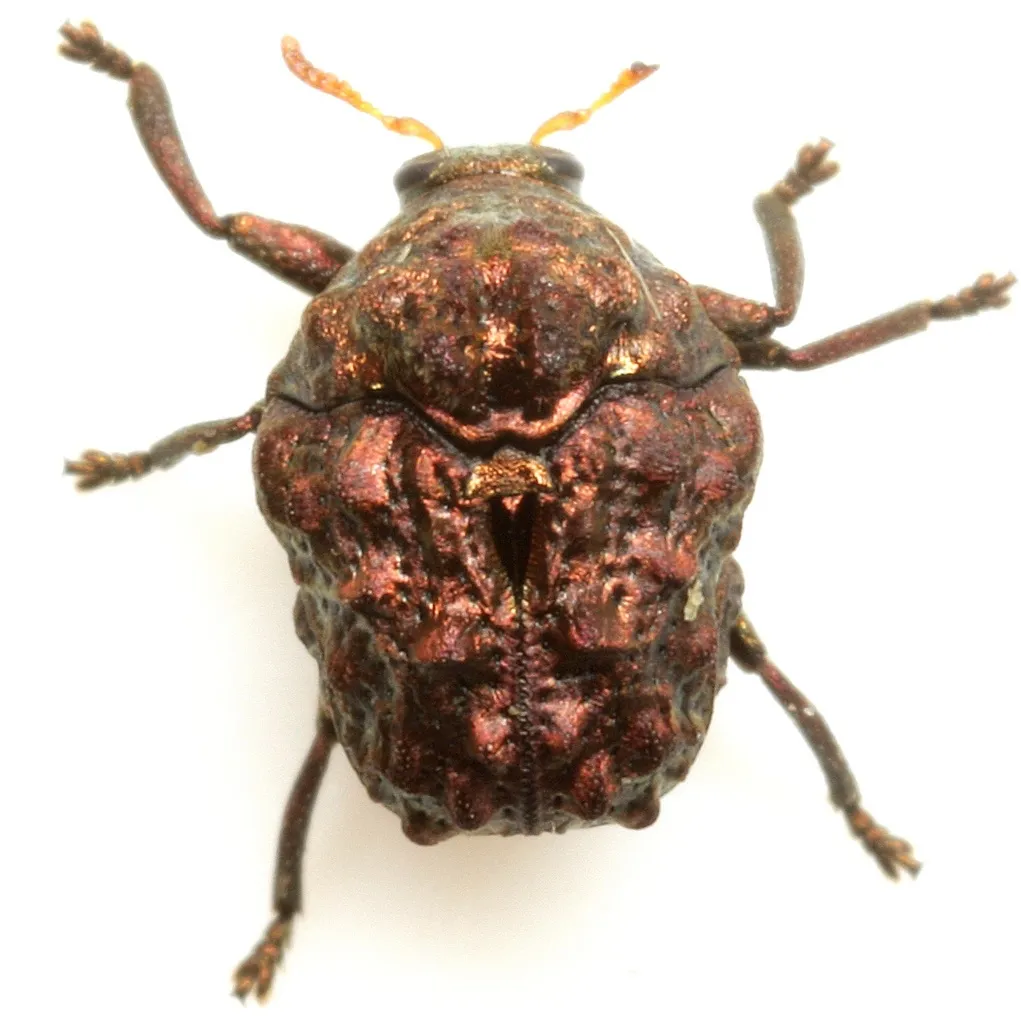 Diplacaspis prosternalis - photo 2