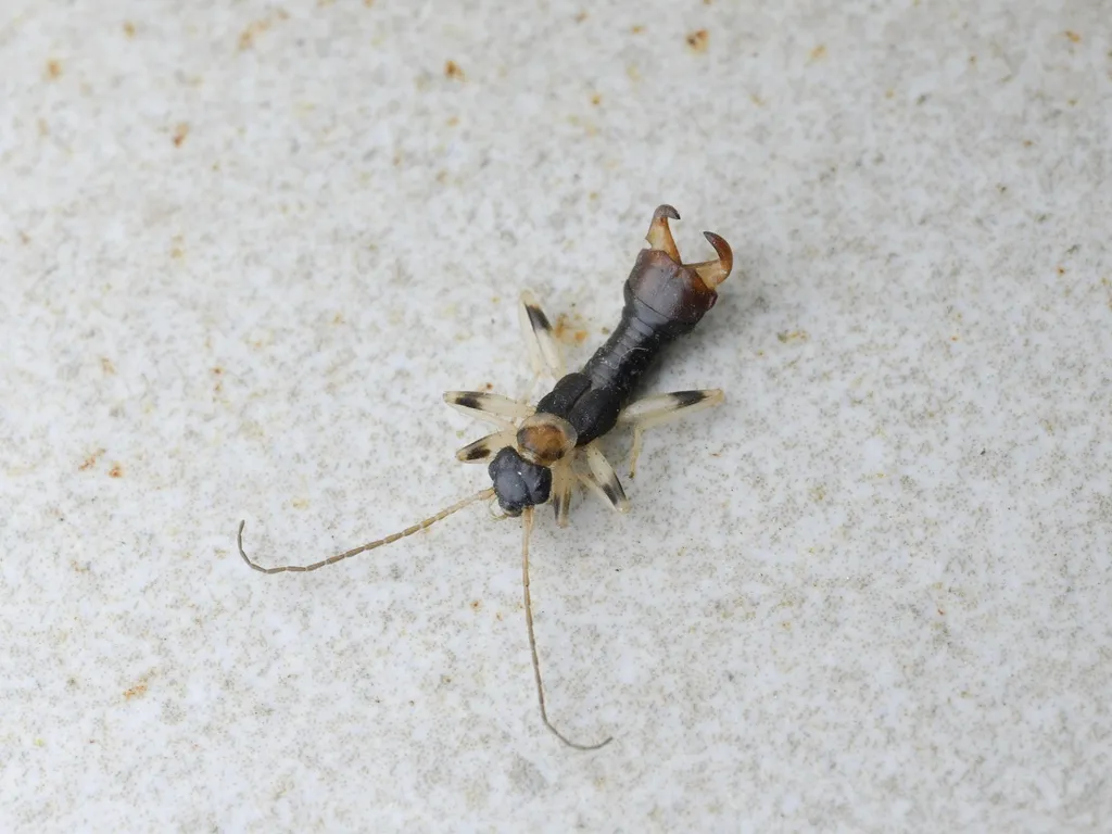 Diplatyidae - photo 2