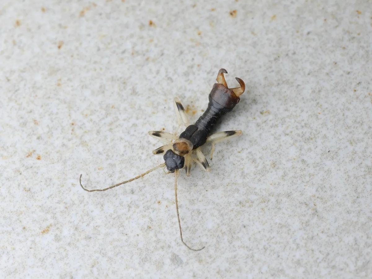 Diplatyidae - photo 3