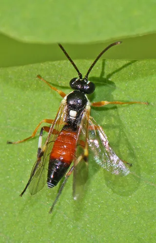 Diplazon laetatorius - Diplazon laetatorius